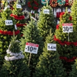 Kalėdinių Eglučių Nuolaidos: Kaip Išsirinkti Tobulą Medelį Ir Sutaupyti?